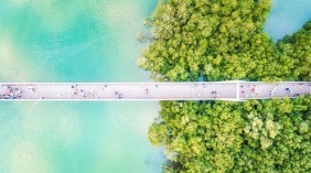 2020-2025年海南营造和修复红树林超过5300公顷